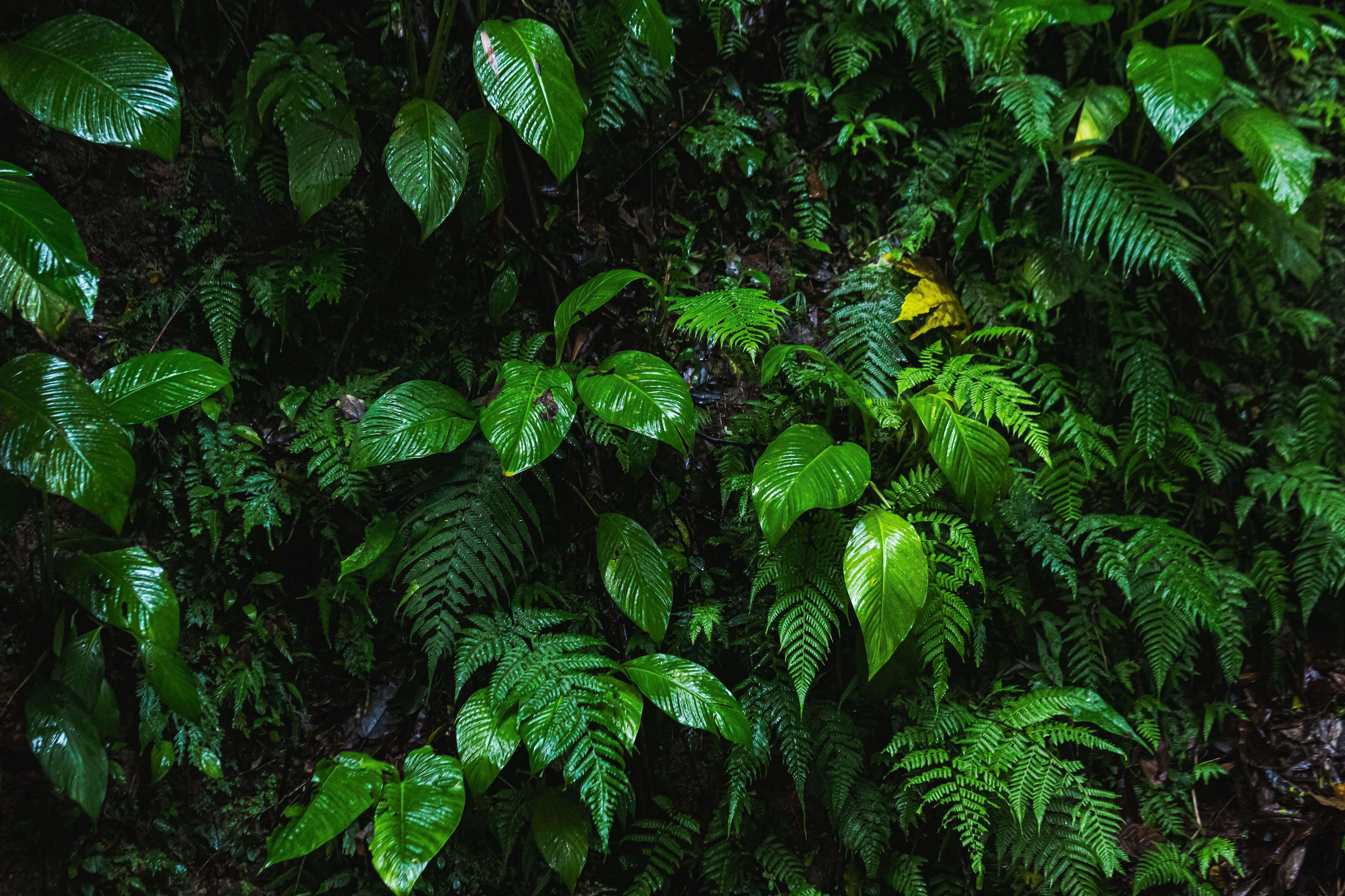6000x4000 Rain Forest Photo, Download The BEST Free Rain Forest & HD Image