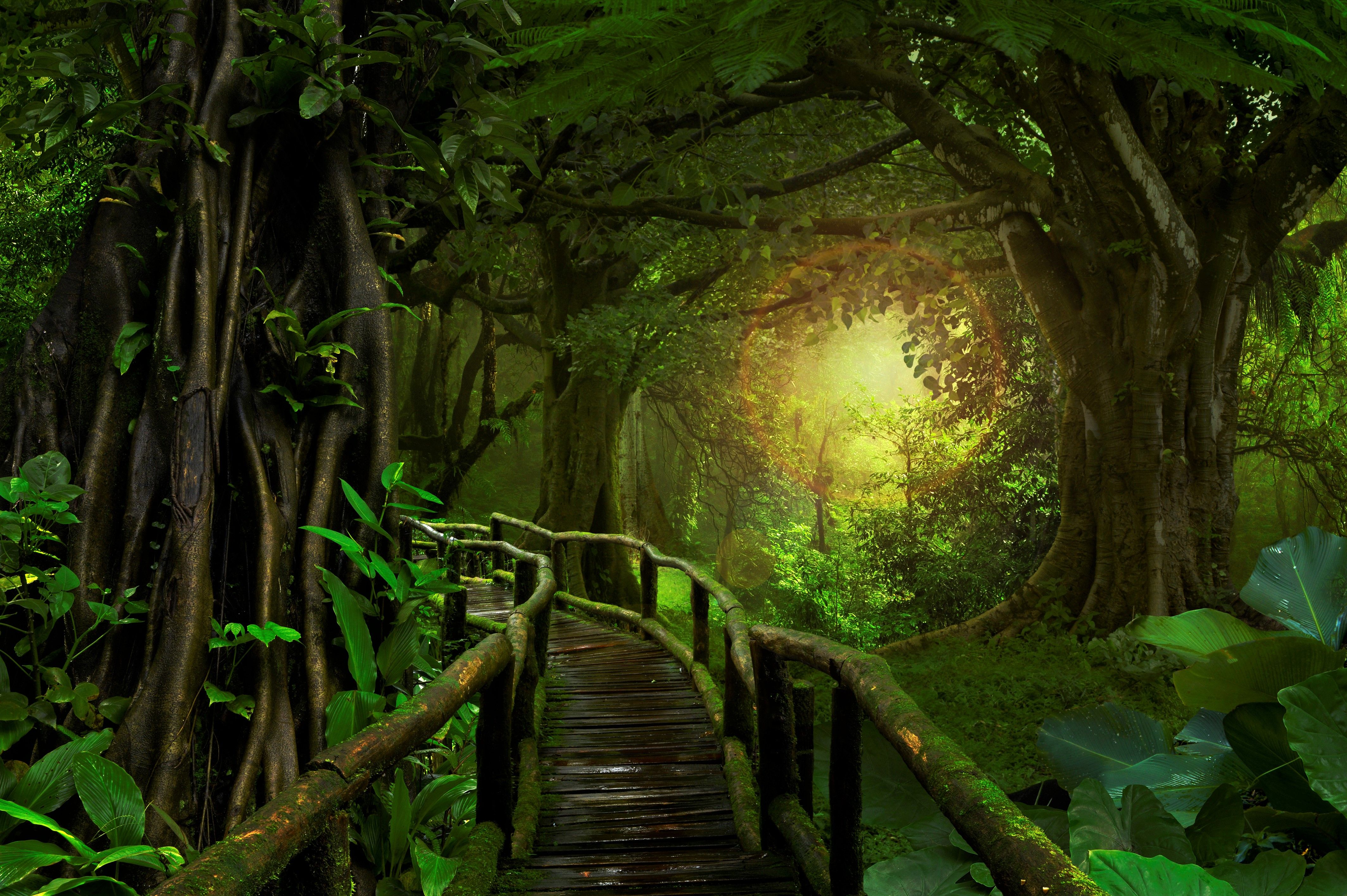 4256x2832 Rainy Forest 4k Wallpaper