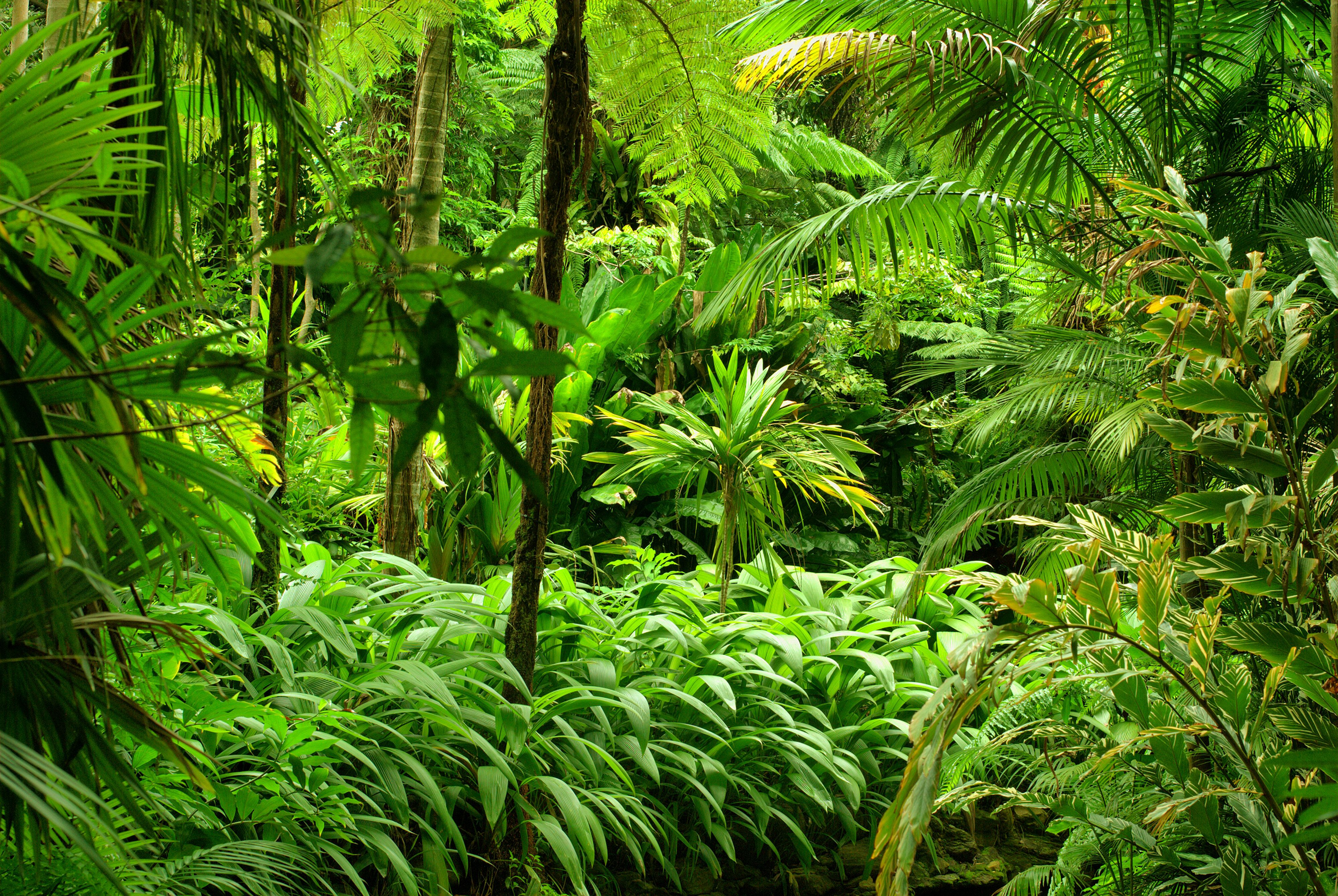 4000x2680 Lush Green Rainforest