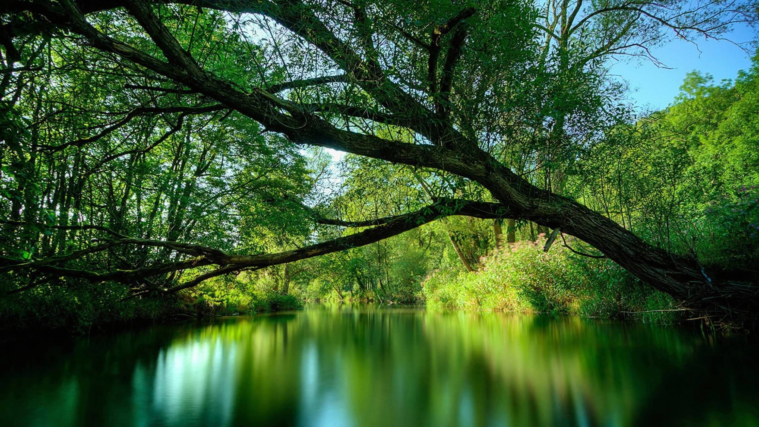 2560x1440 Amazon Rainforest Wallpaper
