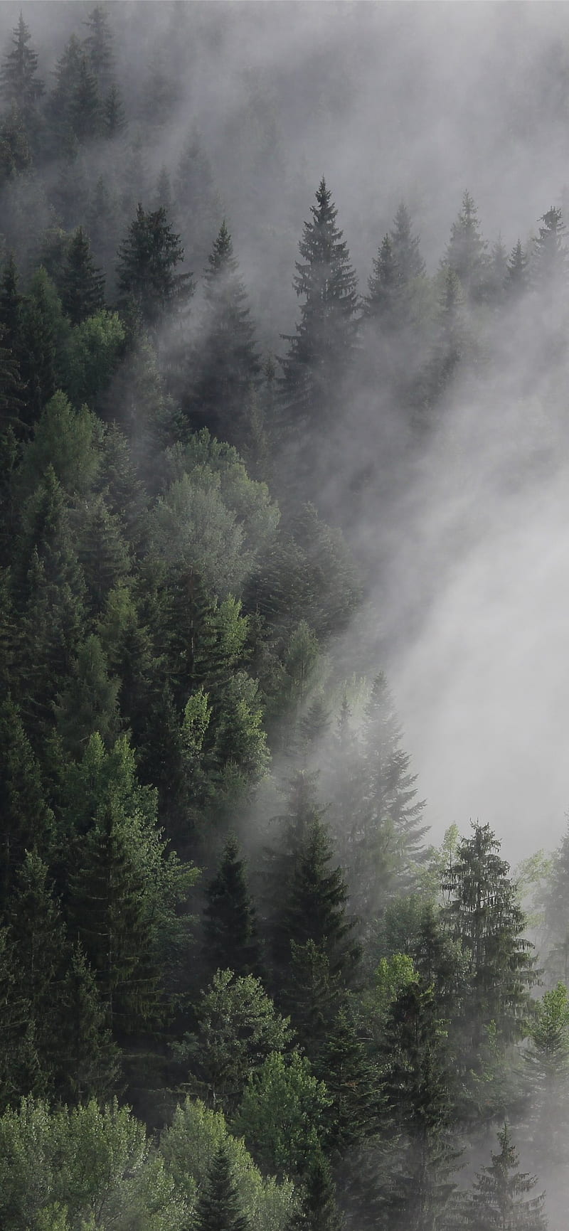 800x1731 HD 8k forest wallpaper