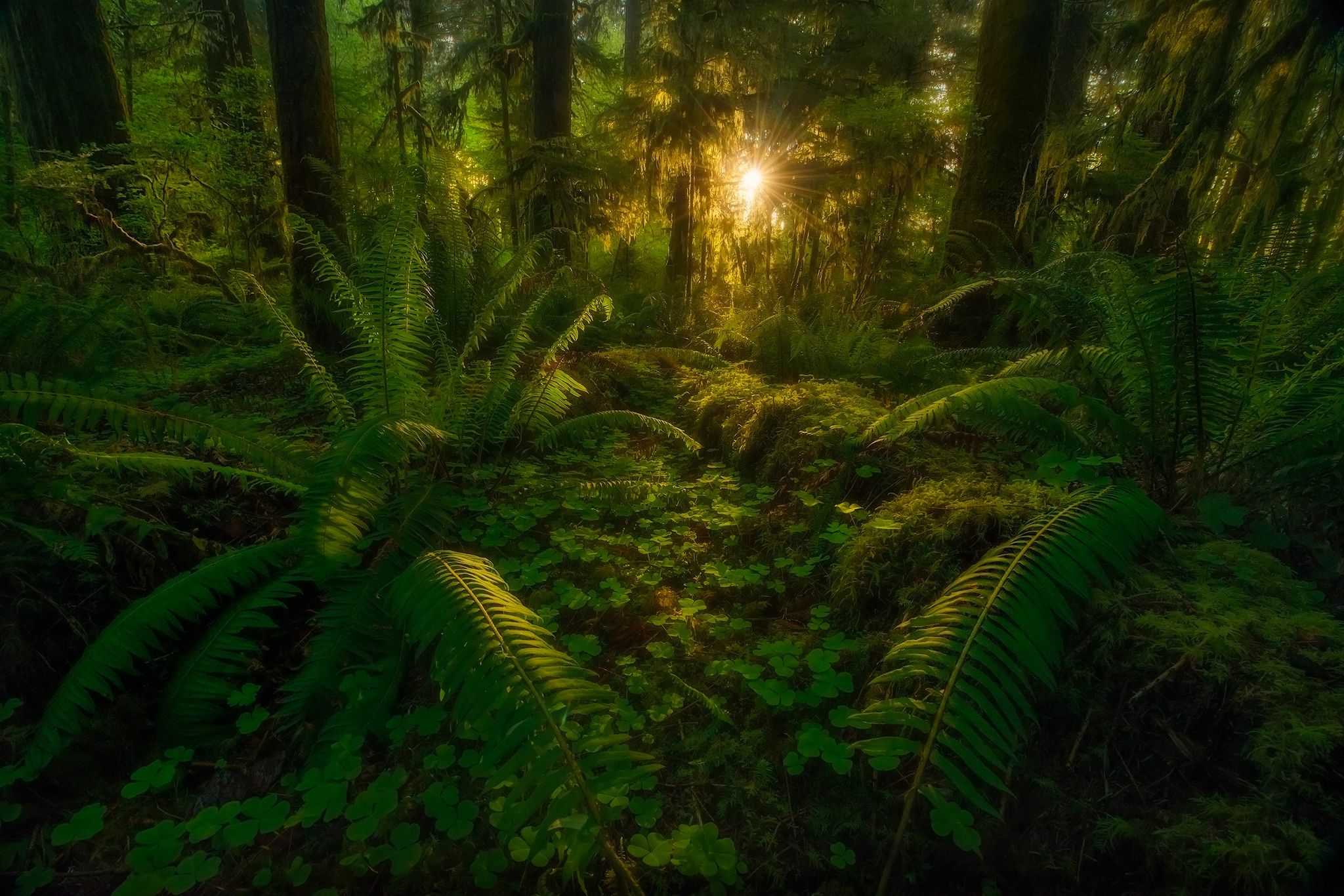 2048x1366 Free Rainforest 4K Wallpaper & Desktop HD Background for PC