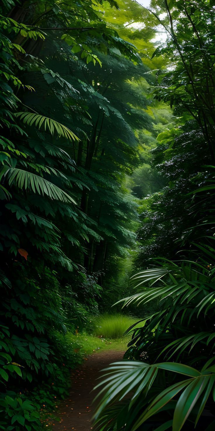 736x1472 8K Wallpaper UltraHD iPhone Nature Scenery. Nature rainforest background, Beautiful rainforest wallpaper, Rain forest wallpaper