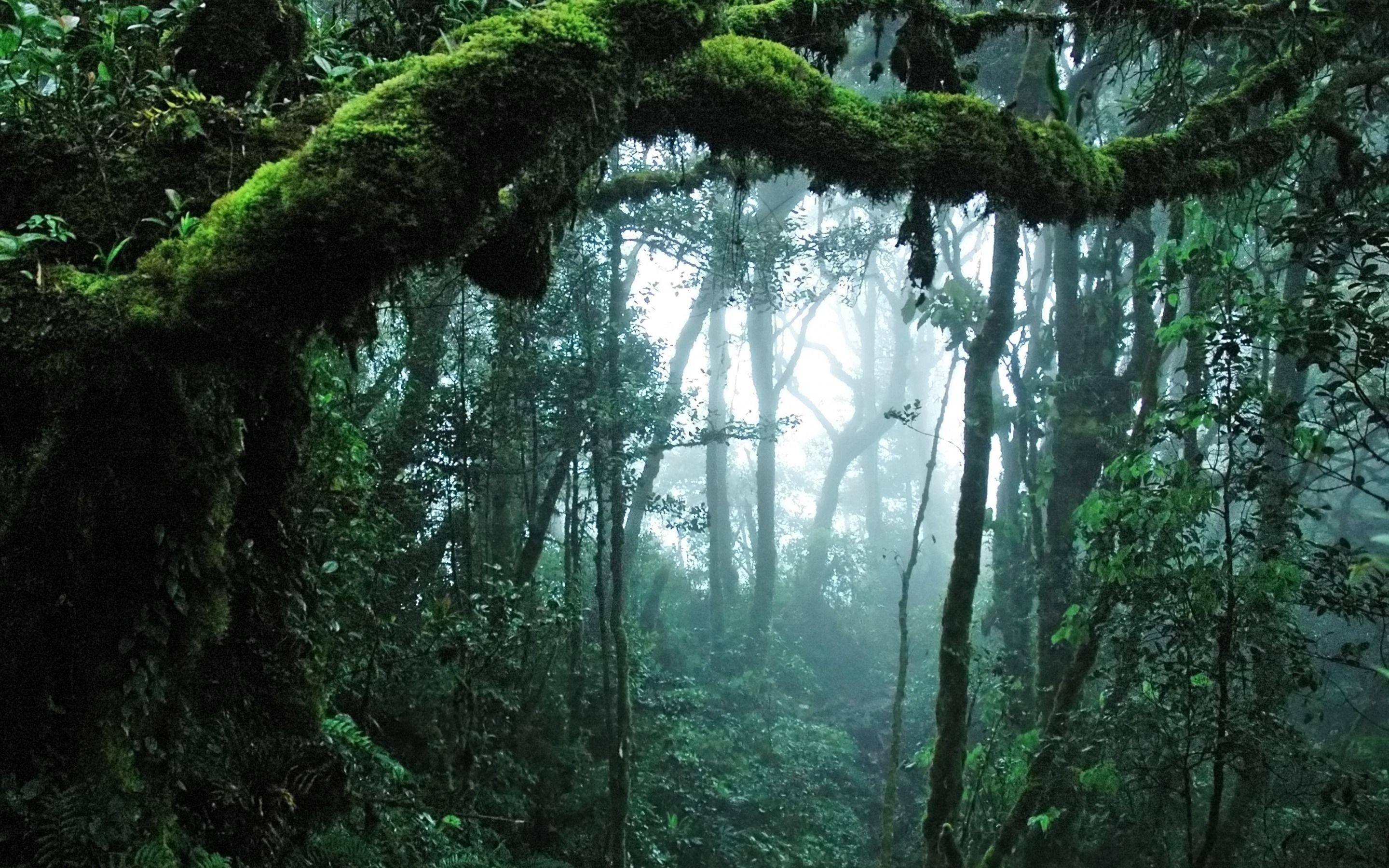 2880x1800 Rainforest Ultra HD Wallpaper