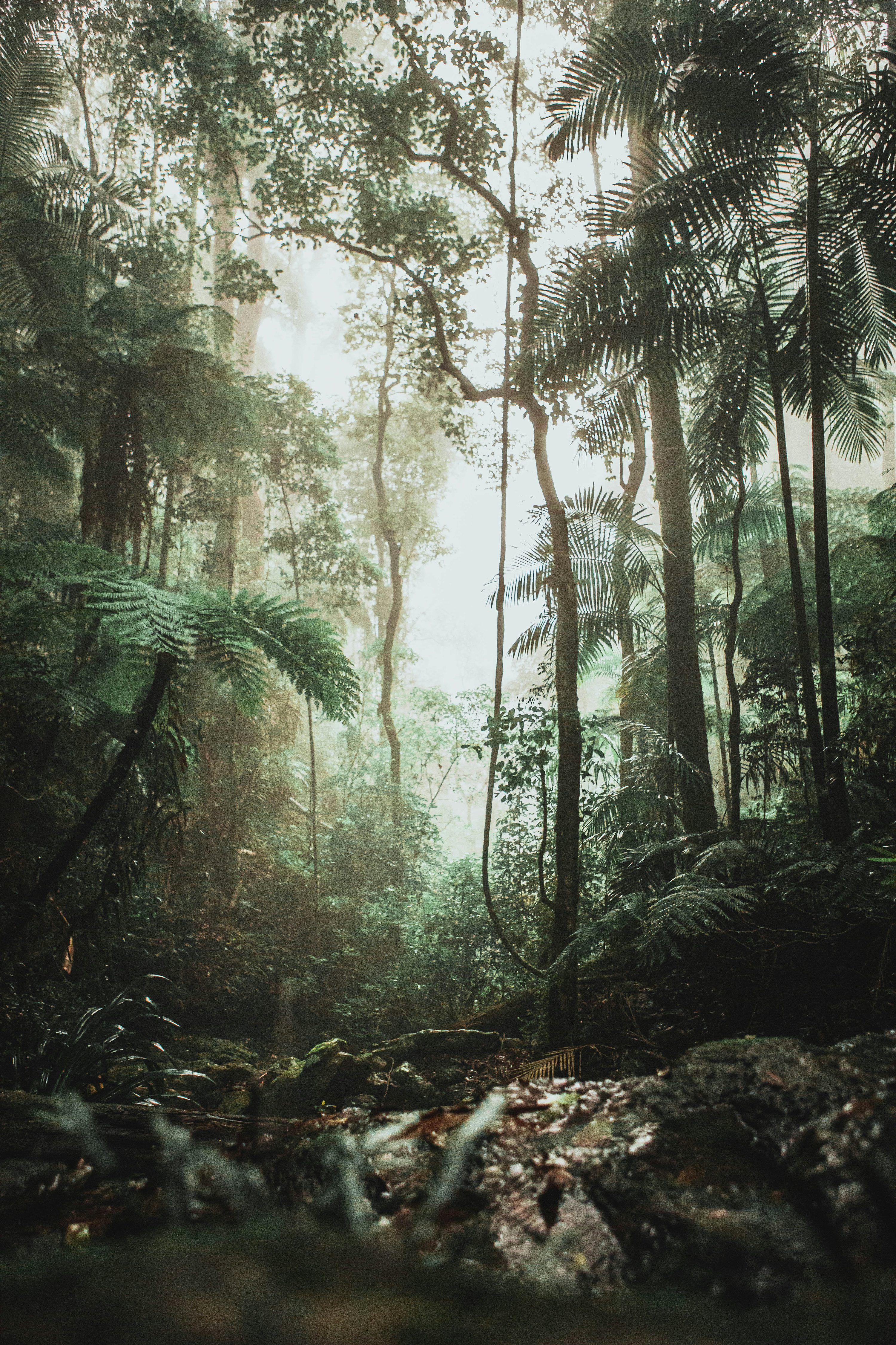 3000x4500 Stunning Rainforest Picture [HD]. Download Free Image