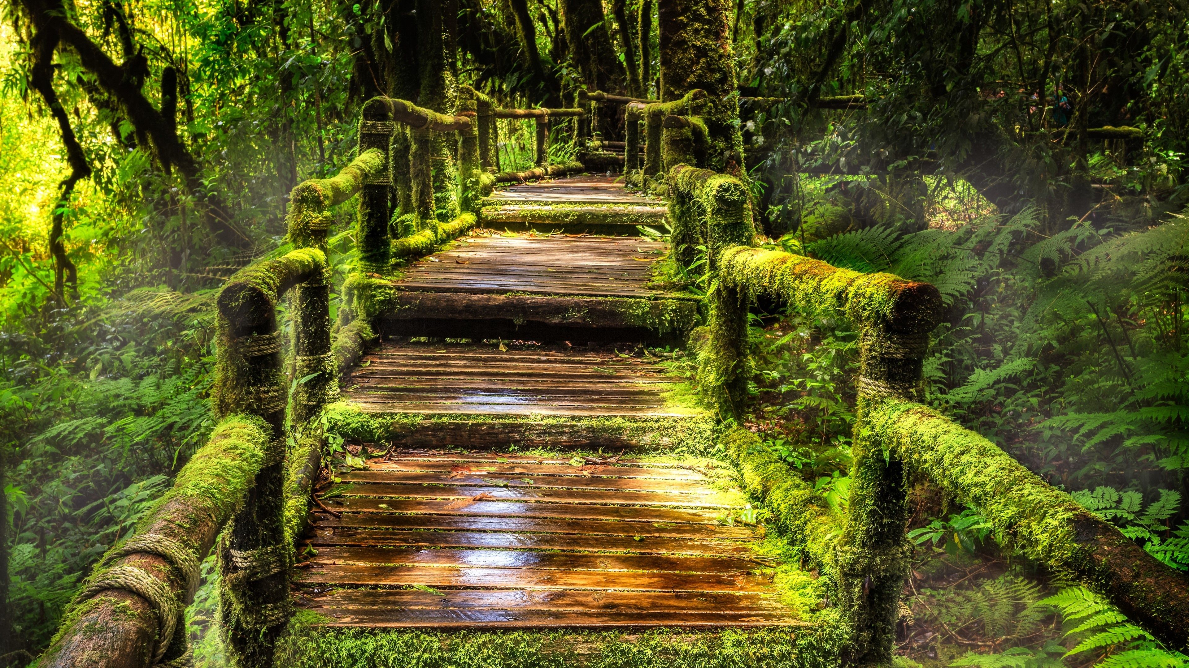 3840x2160 Amazon Rain Forest Wallpaper