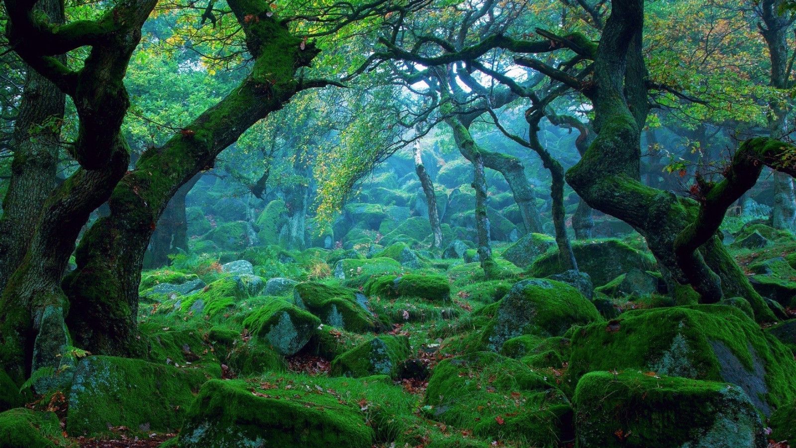 1600x900 Landscape Forest Widescreen Wallpaper 25732