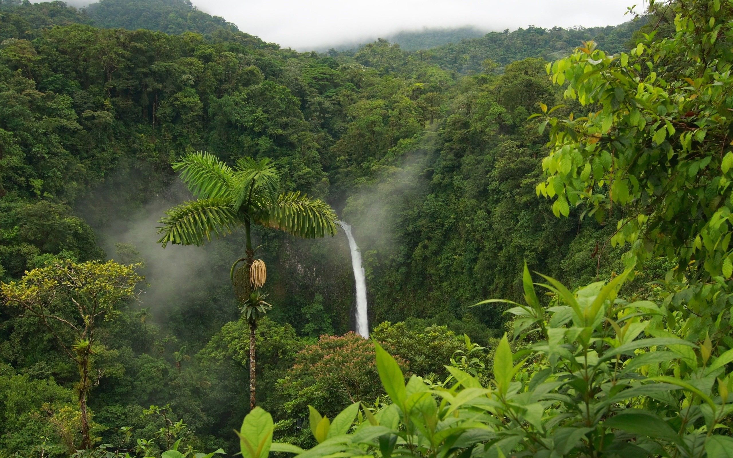 2560x1600 Amazon Rainforest Wallpaper