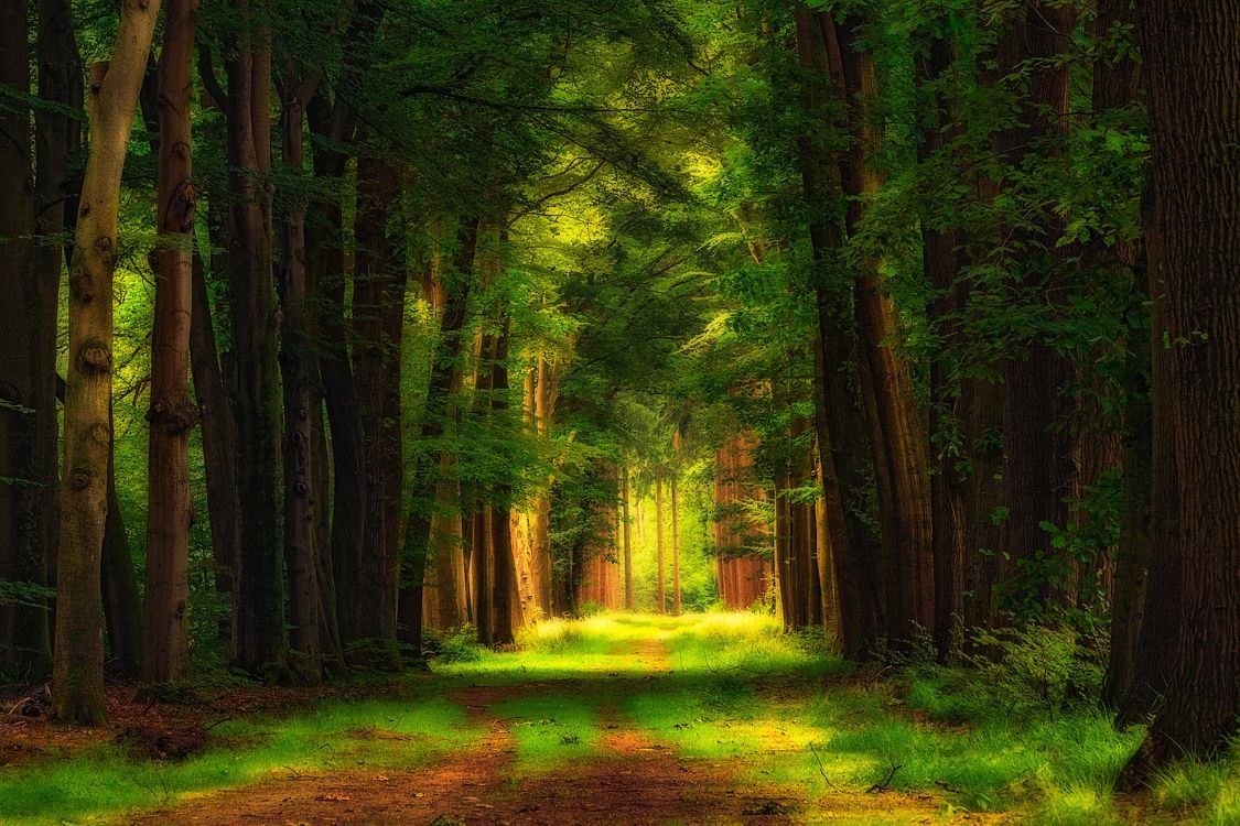 1125x750 Wallpaper Green Trees on Green Grass Field During Daytime, Background Free Image