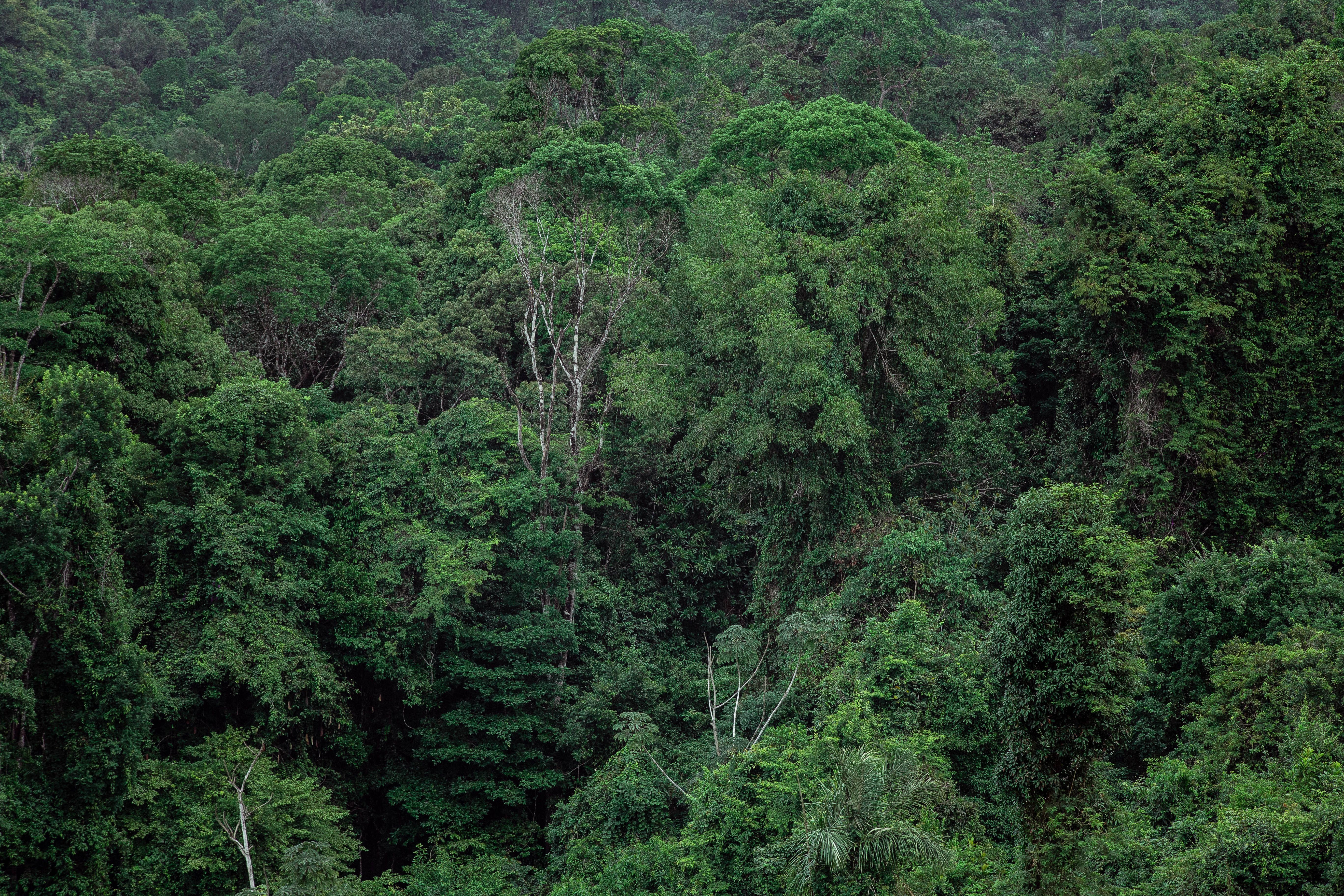 5472x3648 Amazon Rainforest Photo, Download The BEST Free Amazon Rainforest & HD Image