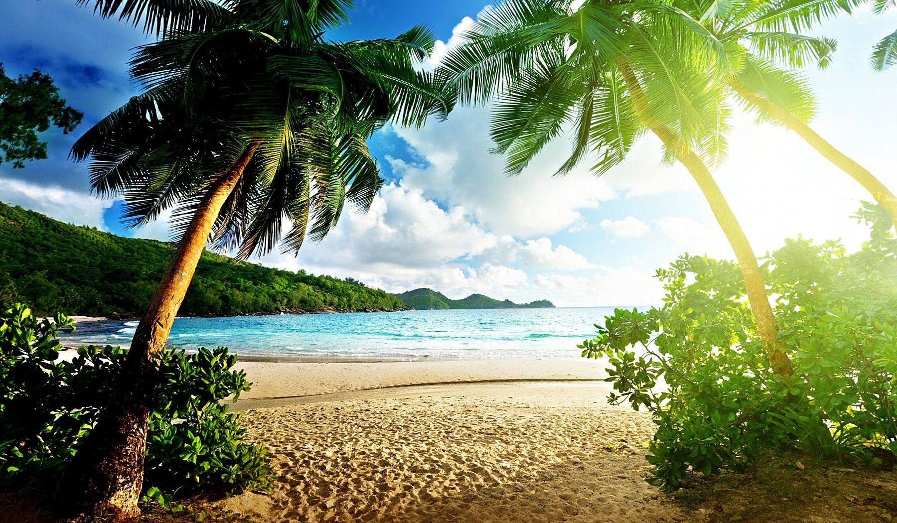 1800x1050 Beach: Tropical Beach Sunshine Summer Sand Artwork Sea Palms Sun