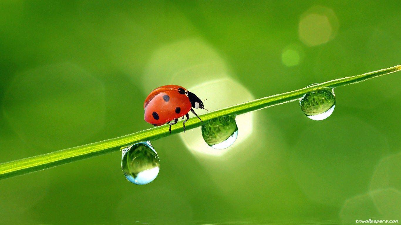 1366x768 Ladybird Wallpaper