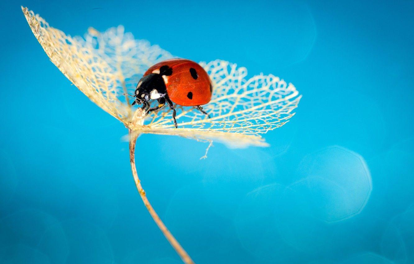 Wallpaper Fresh Morning Dew and Ladybird | Fruugo PT