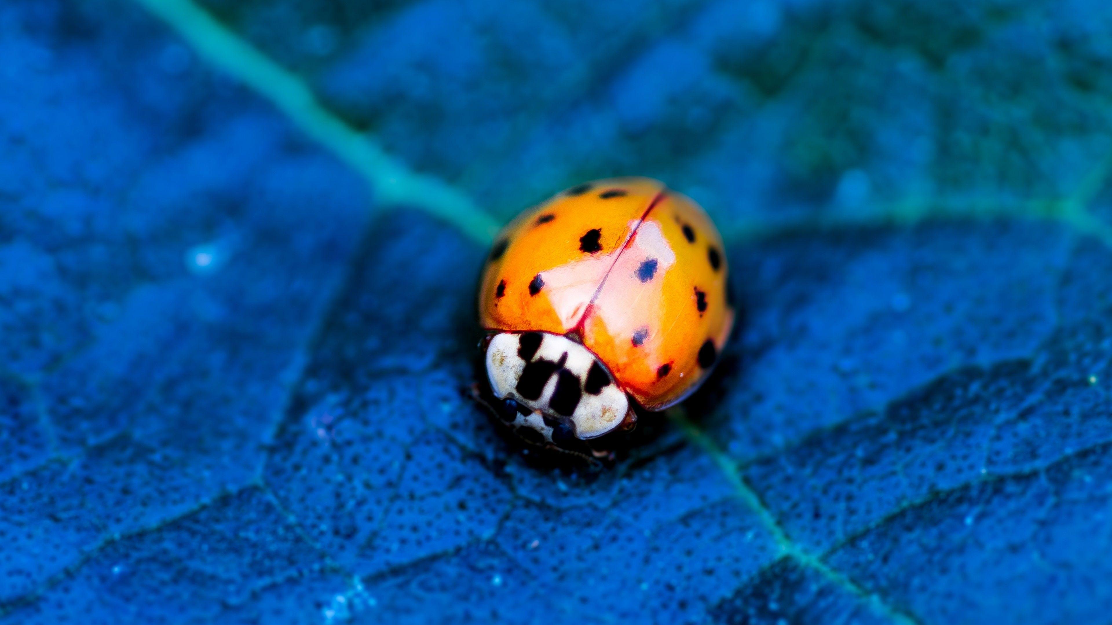 3840x2160 Wallpaper ladybird, beetle, flower, blue, Animals