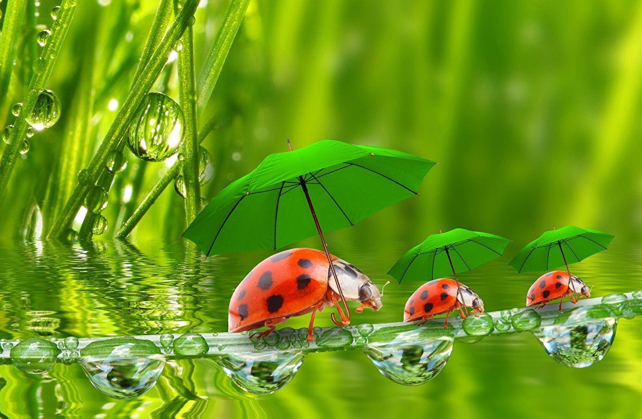 1280x835 Ladybird Wallpaper HD Resolution. Ladybug wallpaper, Funny ladybugs, Ladybug