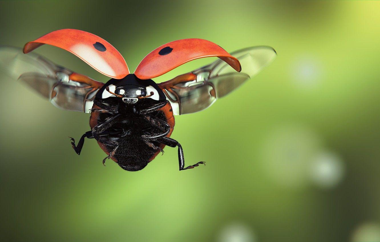 1332x850 Wallpaper Ladybug, Art, Insect, Flight, Ladybird, Monteillard Damien Image For Desktop, Section рендеринг