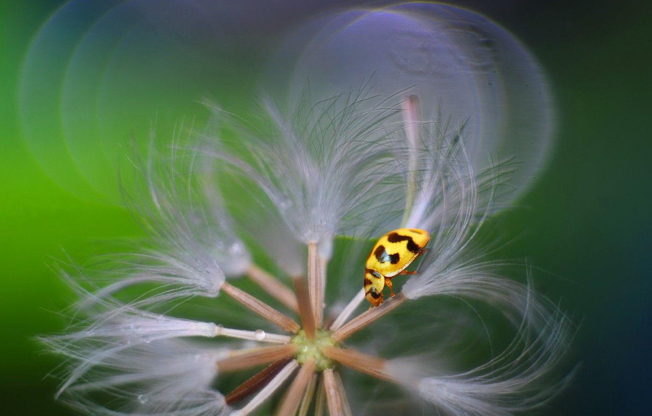 1332x850 Wallpaper beetle, insect, ladybird image for desktop, section природа
