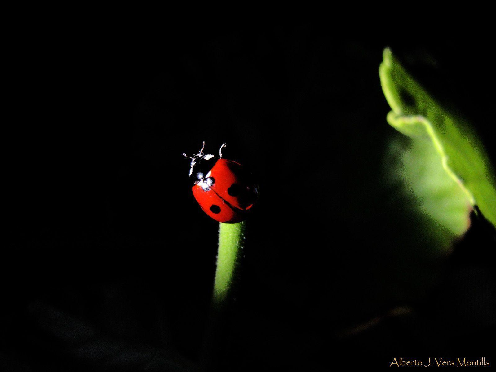 1600x1200 Ladybug Wallpaper