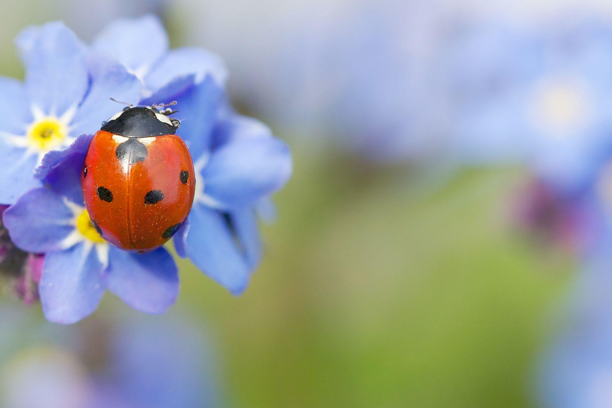 2048x1365 Ladybug Wallpaper Desktop