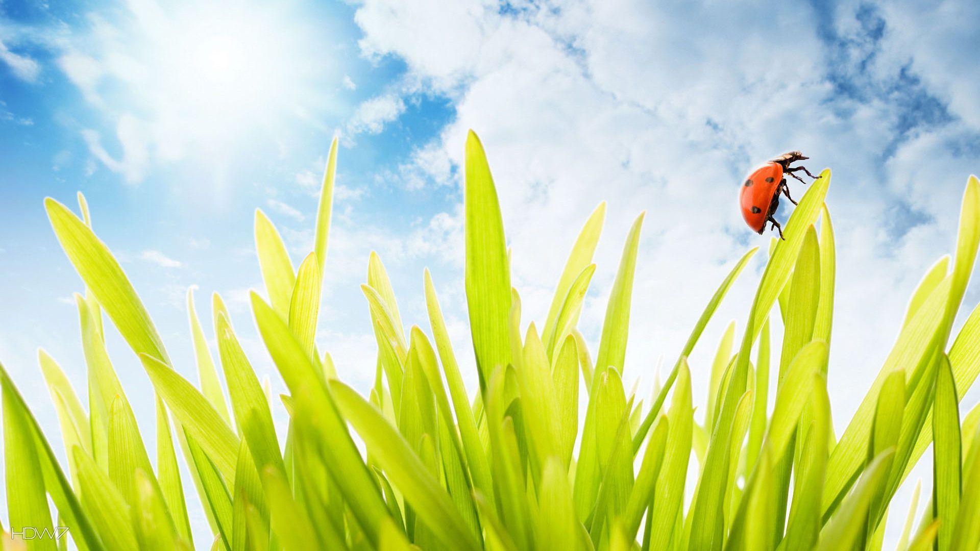 1920x1080 ladybird sky wallpaper 1920x1080. HD wallpaper gallery
