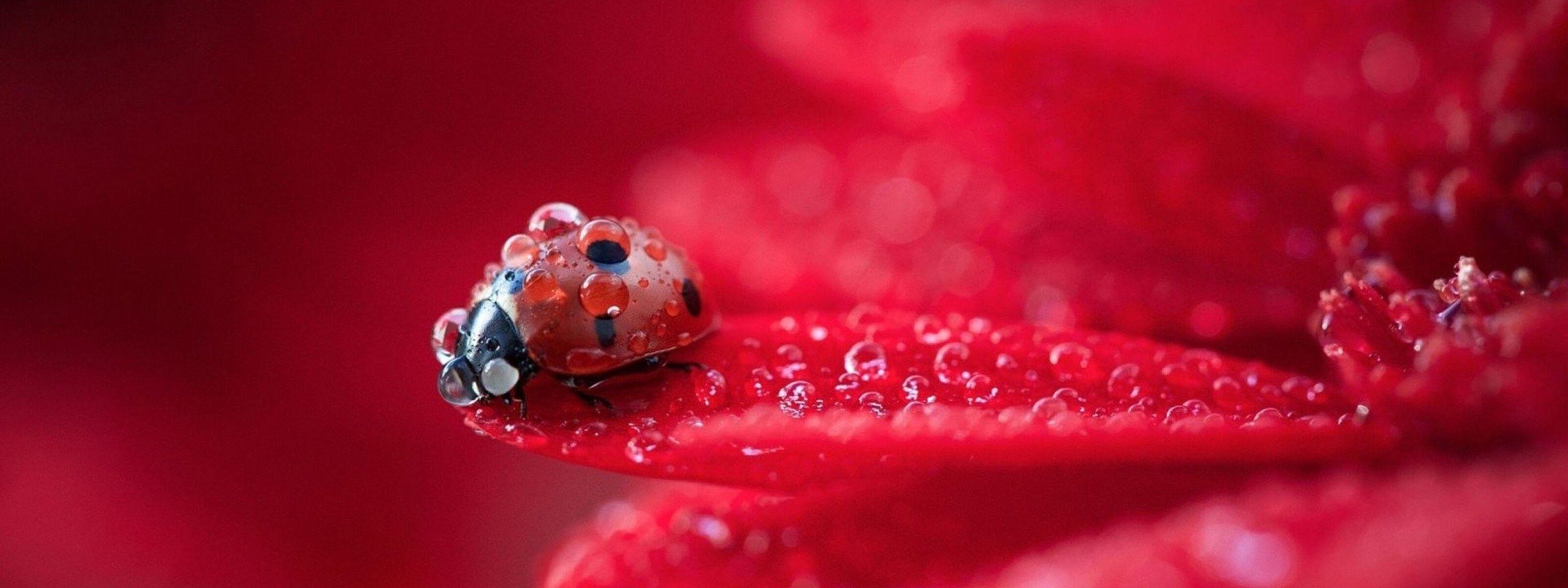 3200x1200 Macro water drops on a little ladybug