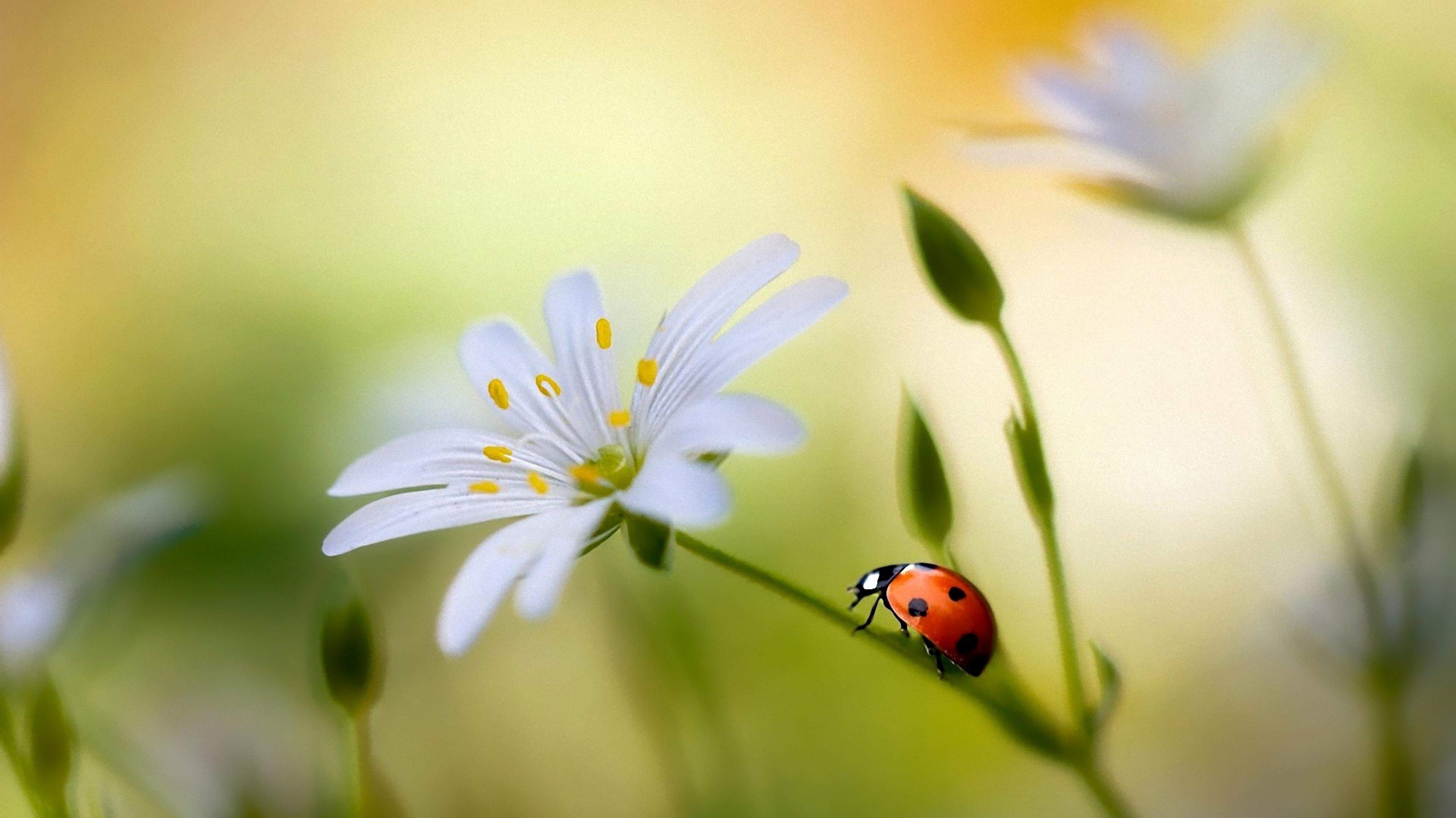 3840x2160 Free Ladybug Wallpaper Clipart, Download Free Clip Art, Free Clip Art on Clipart Library