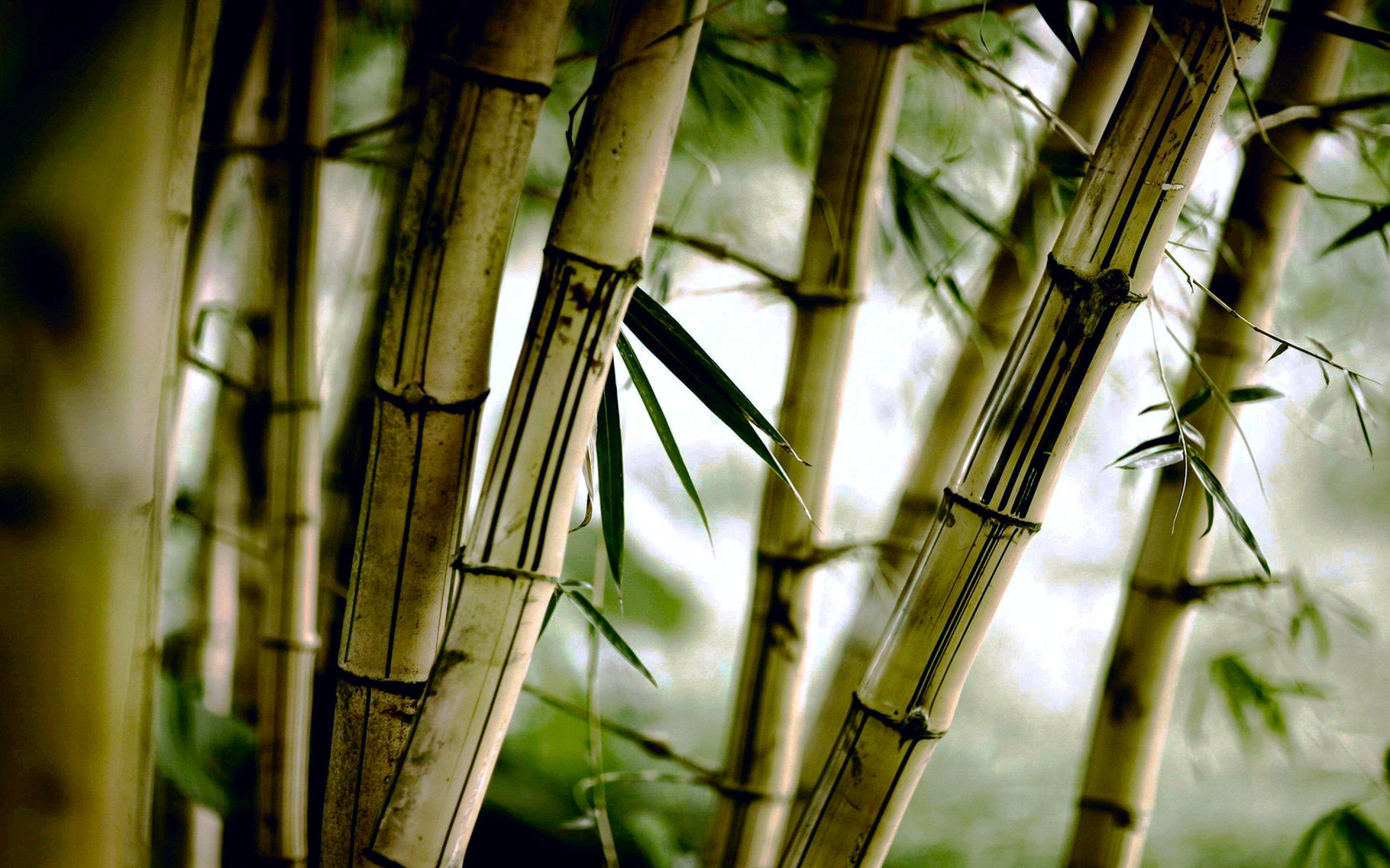 Bamboo HD Wallpapers - Top Free Bamboo HD Backgrounds - WallpaperAccess