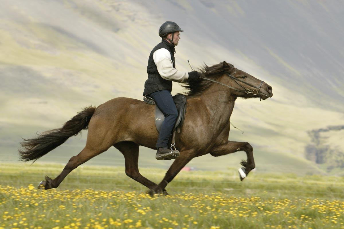 Riding boys. Хорс райдинг. Наездник жокей всадник. Всадник на коне.