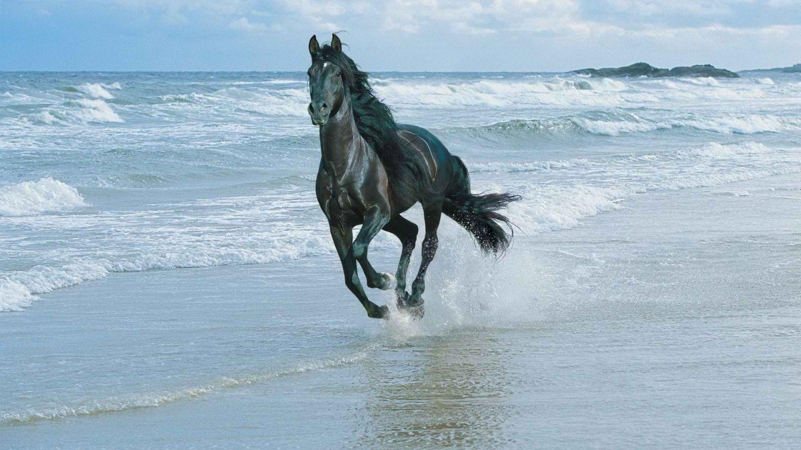 1600x900 Free download Horse riding on the beach wallpaper and image wallpaper picture [1920x1080] for your Desktop, Mobile & Tablet. Explore Horses on Beach Wallpaper. Horse Wallpaper For Computer, Christmas