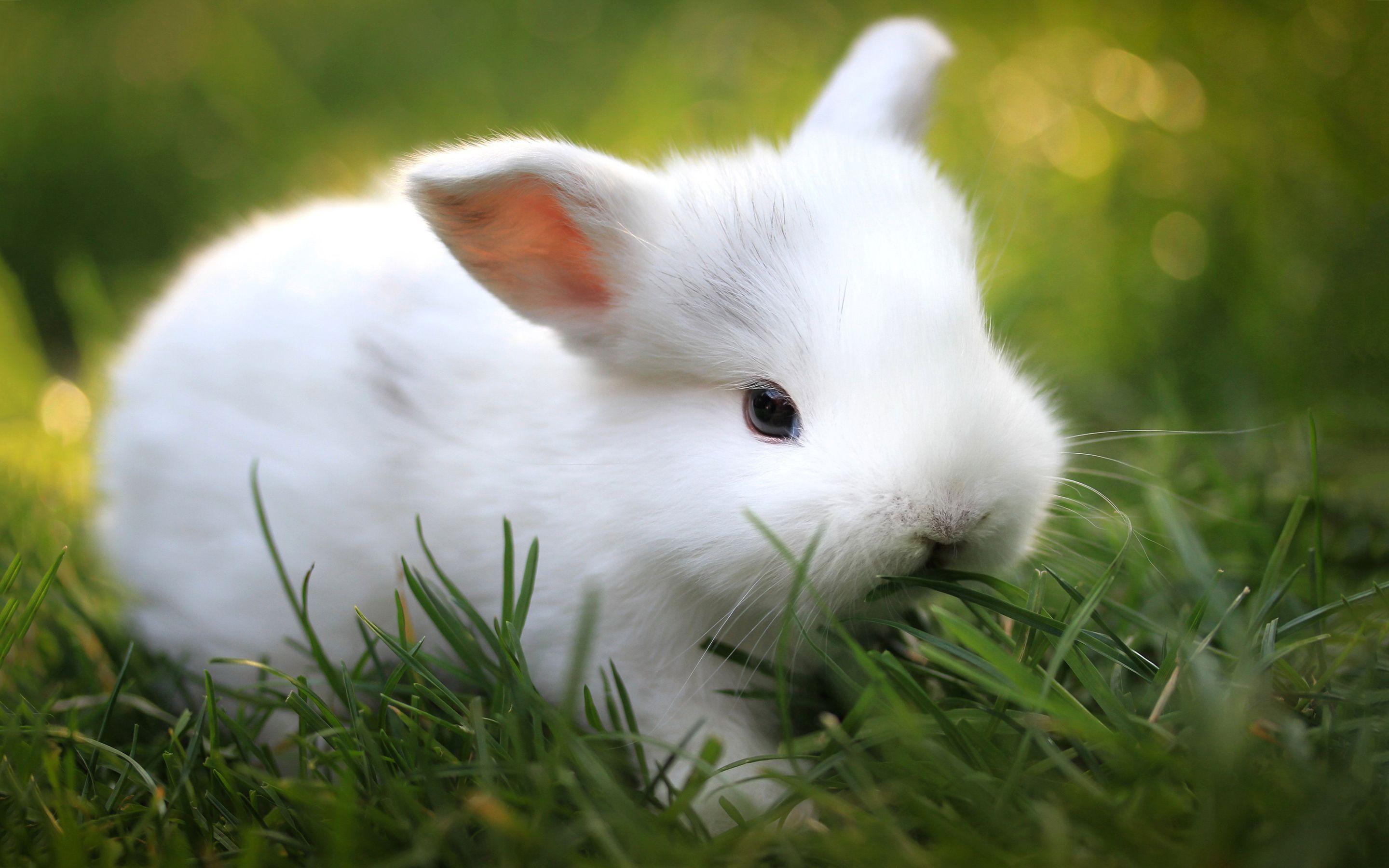 2880x1800 bức ảnh thỏ.  Hình ảnh hình ảnh hình nền chú thỏ trắng dễ thương.  Кролик, Салаты