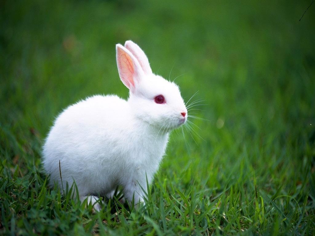 Hình nền bình thường Thỏ trắng 1024x768.  Thỏ con dễ thương, Động vật bạch tạng, Hình nền thỏ