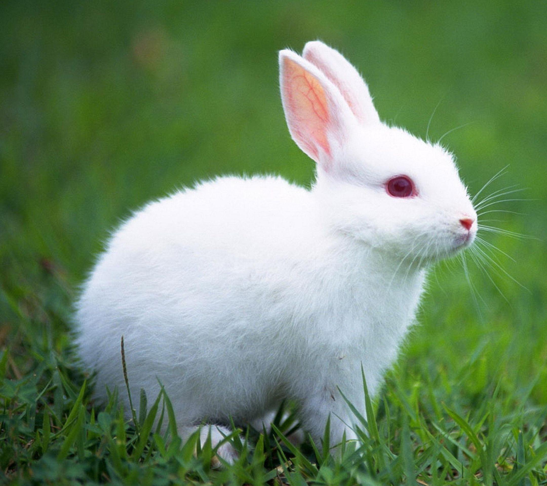 2160x1920 Màu trắng nhỏ dễ thương (2160 × 1920).  Hình nền thỏ, Thỏ đẹp, Thí nghiệm động vật