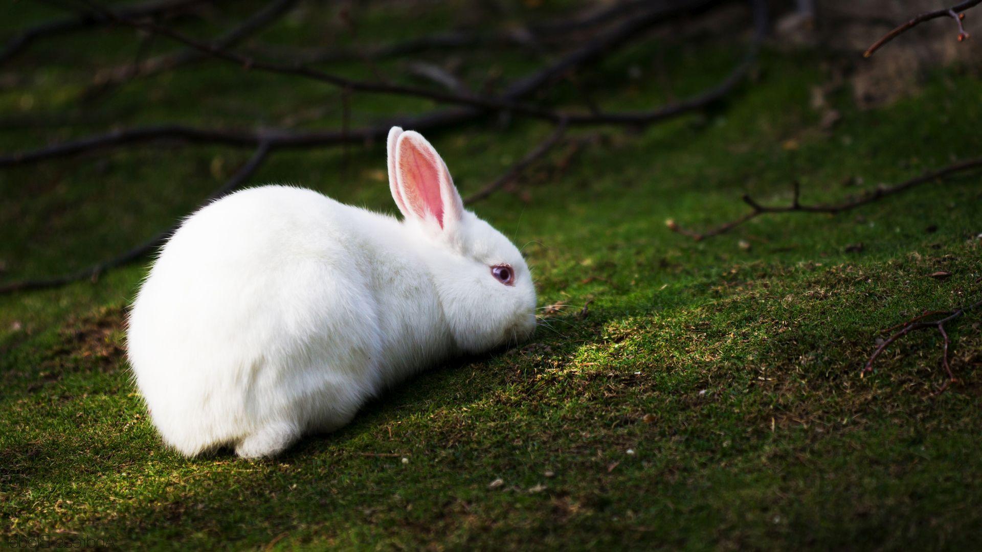 Hình nền HD 1920x1080 Cute White Bunny - Cute White Bunny - Tải xuống Hình nền & Nền HD