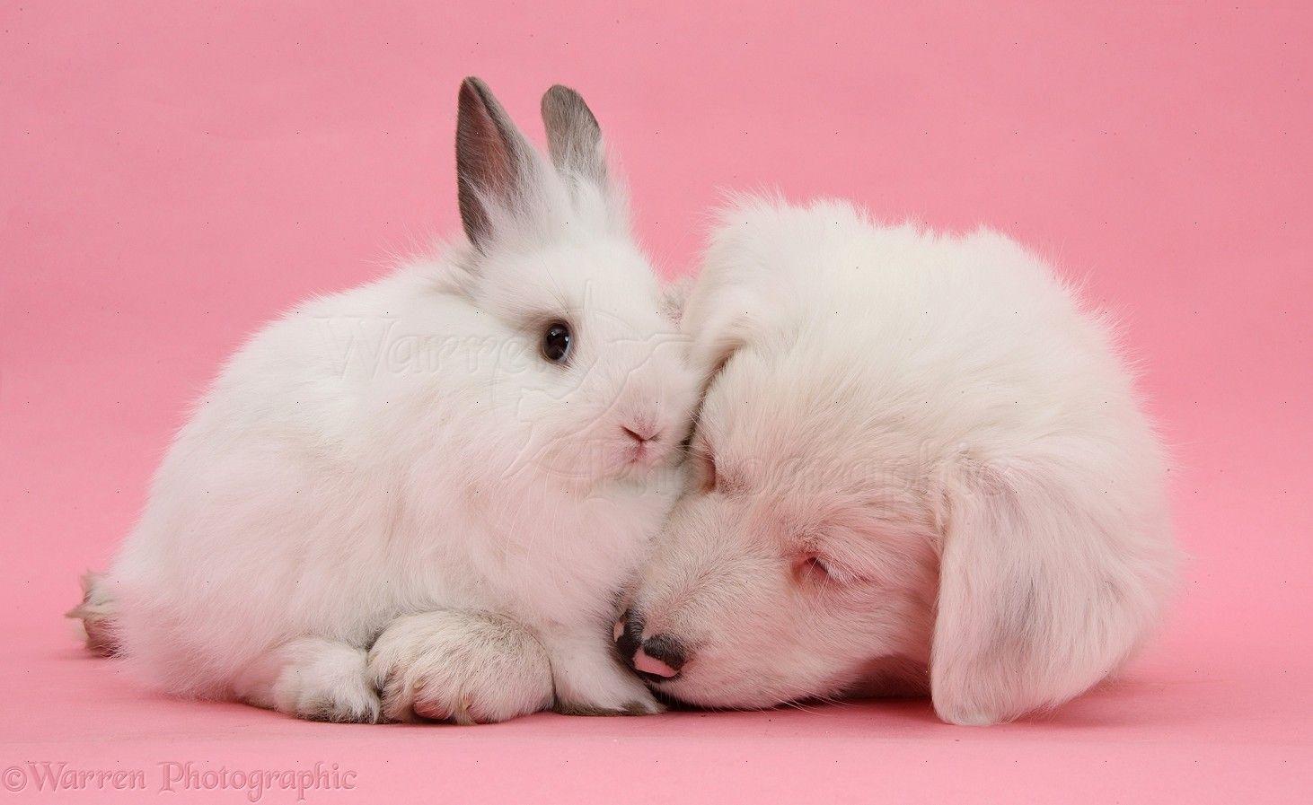 1462x897 Thú cưng: Chó Collie viền trắng và thỏ trên nền màu hồng, ảnh WP36313