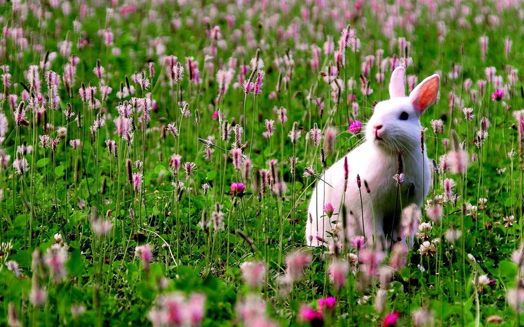 Hình nền 1680x1050 Chú thỏ trắng trong hoa 1920x1080 Hình ảnh Full HD 2K, Hình ảnh