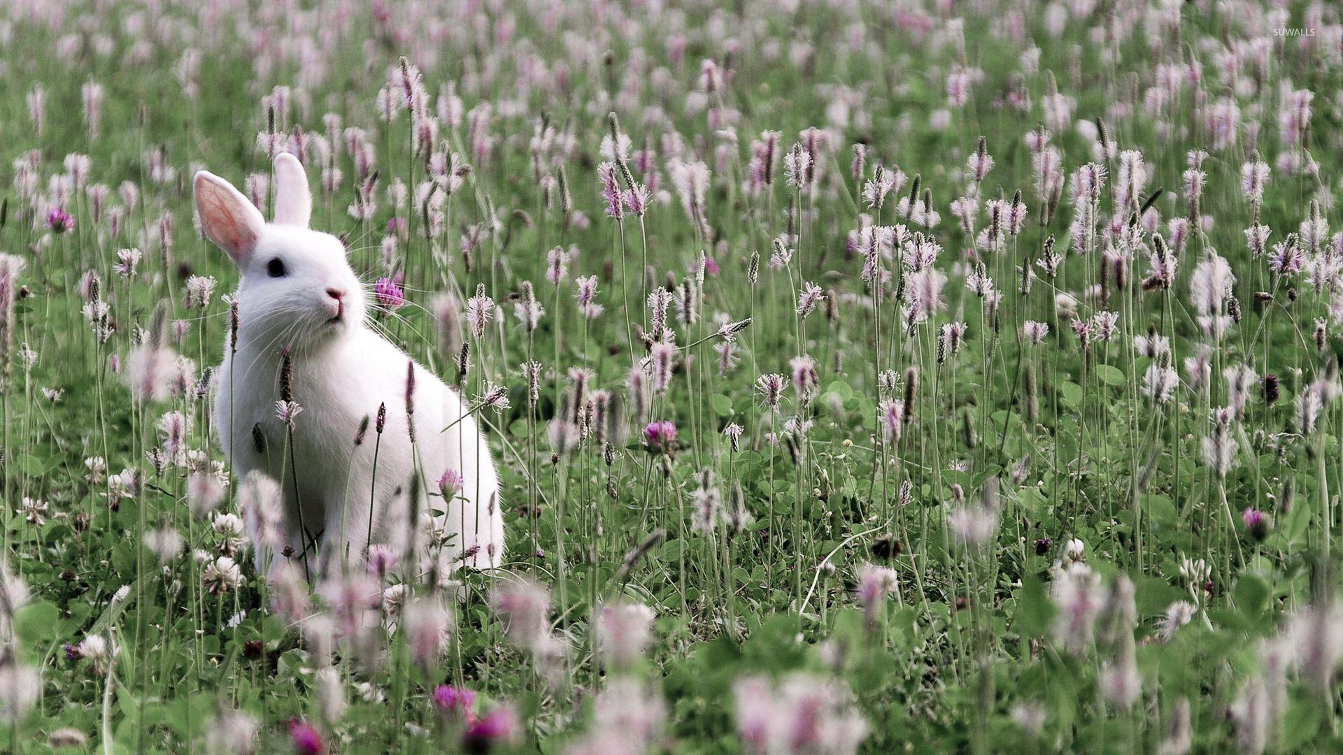 1920x1080 White bunny on the field hình nền - Hình nền động vật