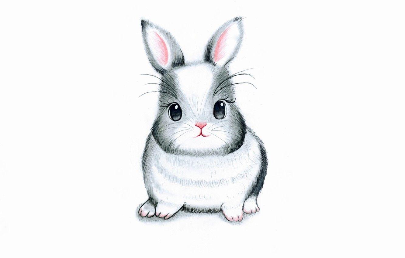 Hình nền 1332x850 thỏ rừng, Con thỏ, nền trắng, Con thỏ, Hình ảnh con thỏ cho máy tính để bàn, phần живопись
