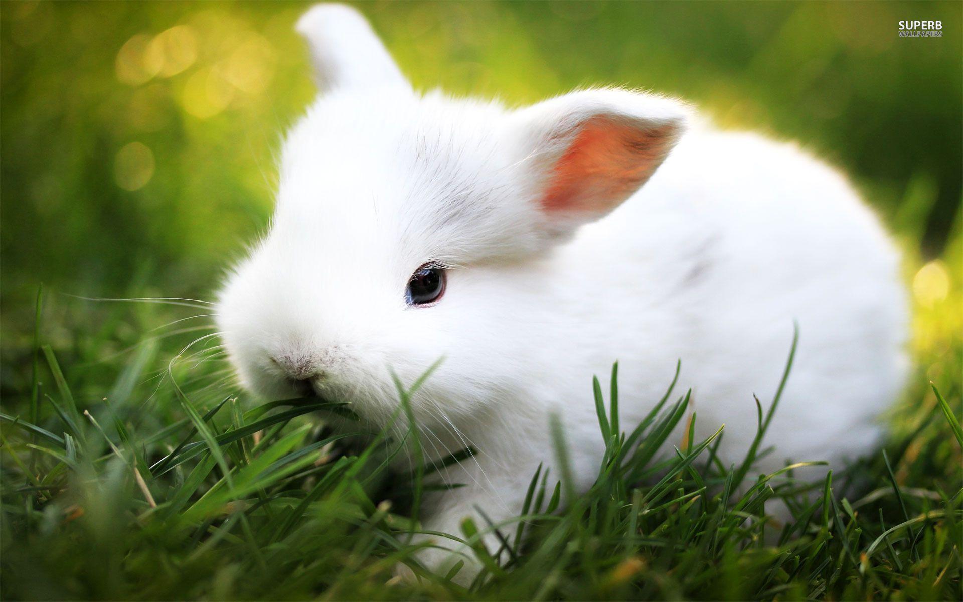 1920x1200 bức ảnh thỏ trắng - Yahoo!  Kết quả tìm kiếm.  Hình nền con thỏ, Hình ảnh con thỏ dễ thương, Hình nền con thỏ
