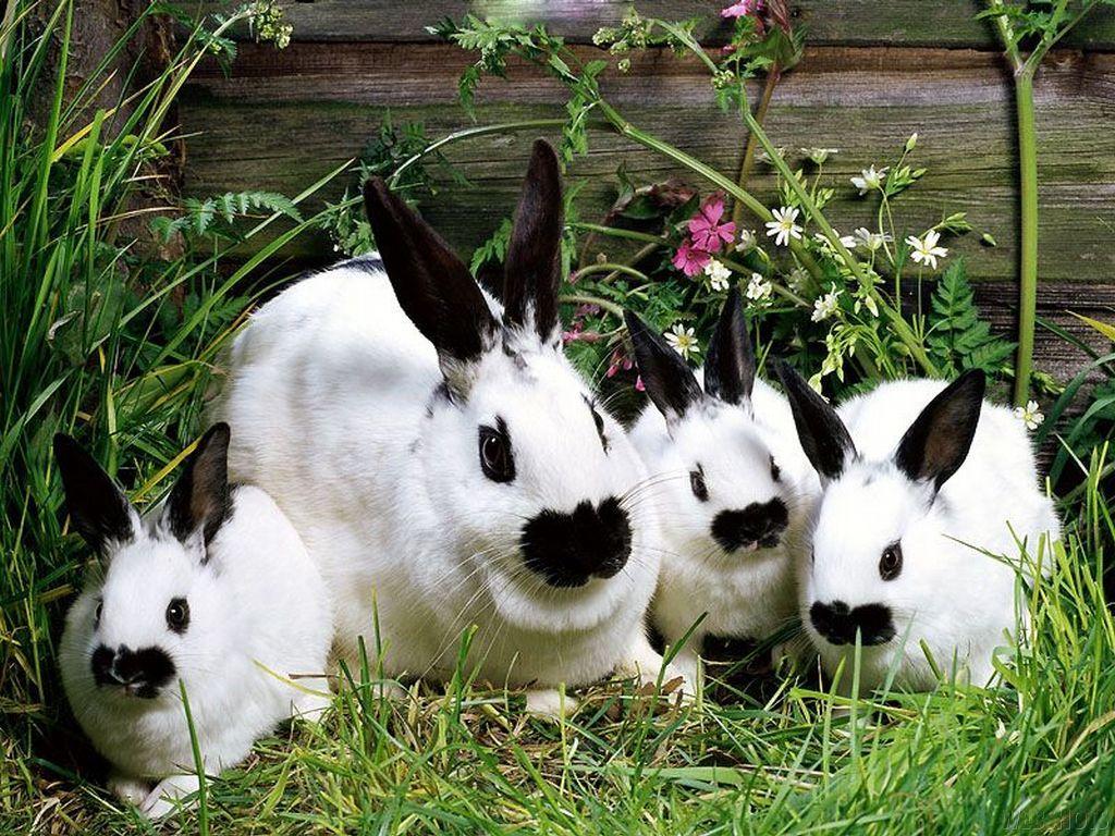1024x768 Bunny Rabbits Wallpaper: Hình nền Bunny.  Hình ảnh con thỏ, Con thỏ đẹp, Con vật đẹp