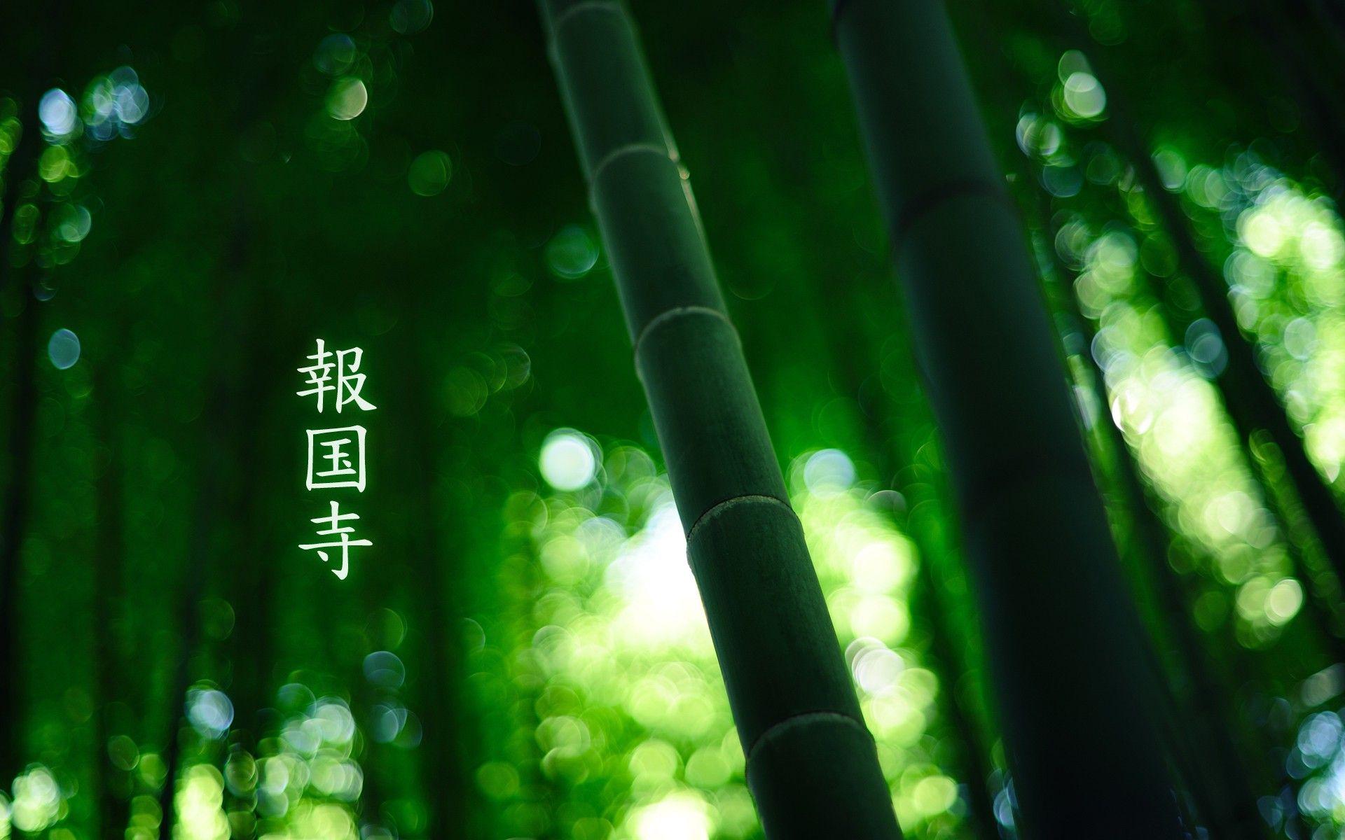 1920x1200 Bamboo Wallpaper HD