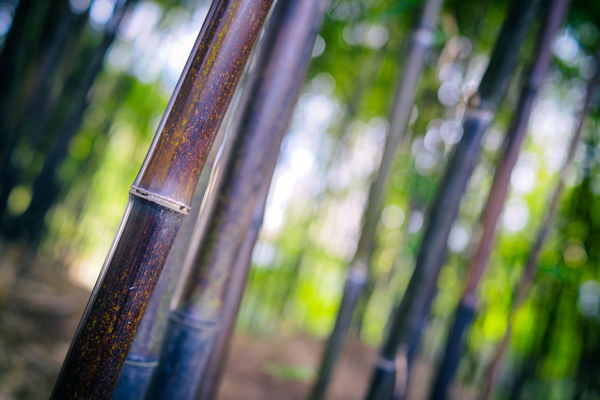 2048x1365 Wallpaper : Canada, green, Vancouver, garden, Chinatown, bc, bokeh
