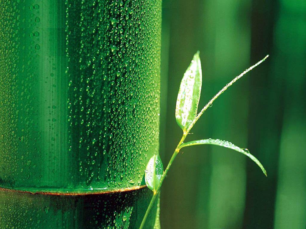 1024x768 Bamboo Wallpaper: Bamboo Leaf