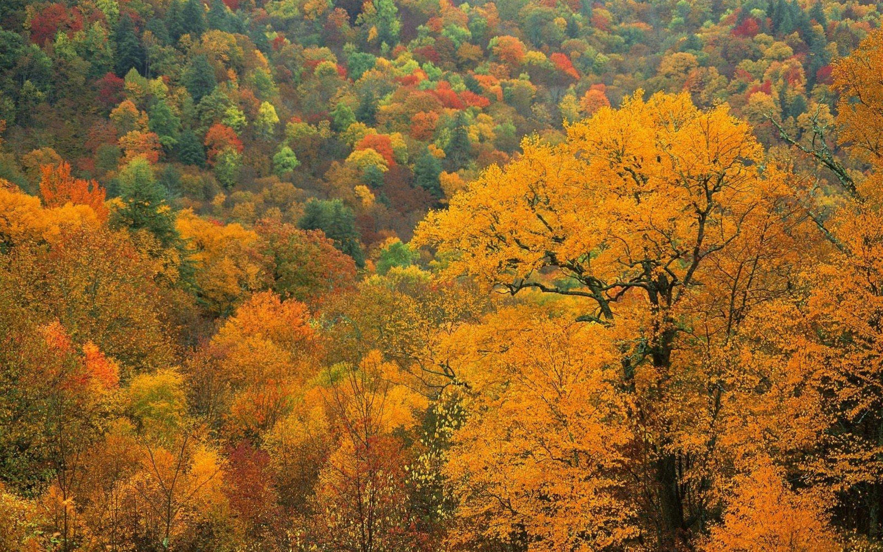 Виды осеннего леса. Осенний пейзаж сверху. Осенний лес вид сверху. Листопадный лес. Лес осенью вид сверху.