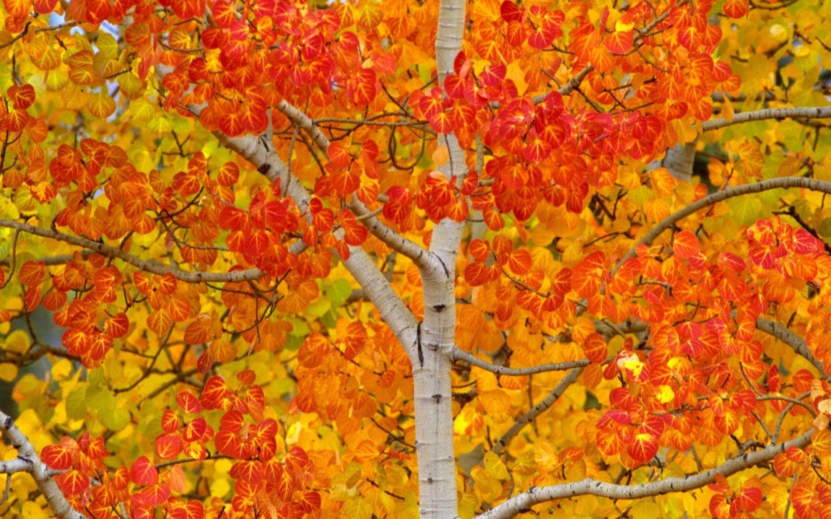 1680x1050 Wallpaper Catalogue.com Aspen Turning Color, Yukon, Canada In 1680x1050 Resolution