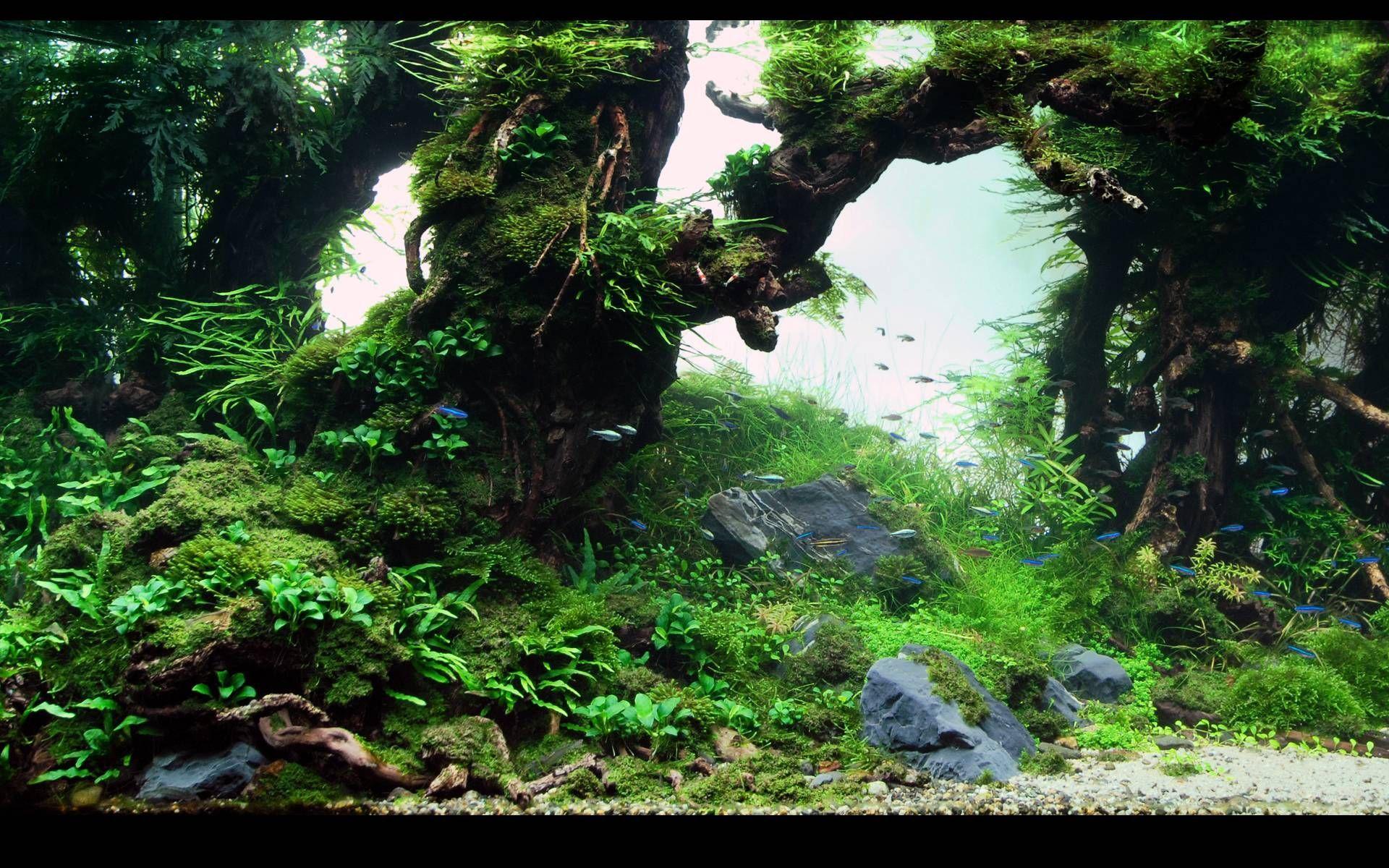 Aquascape Wallpapers - Top Free Aquascape Backgrounds - WallpaperAccess