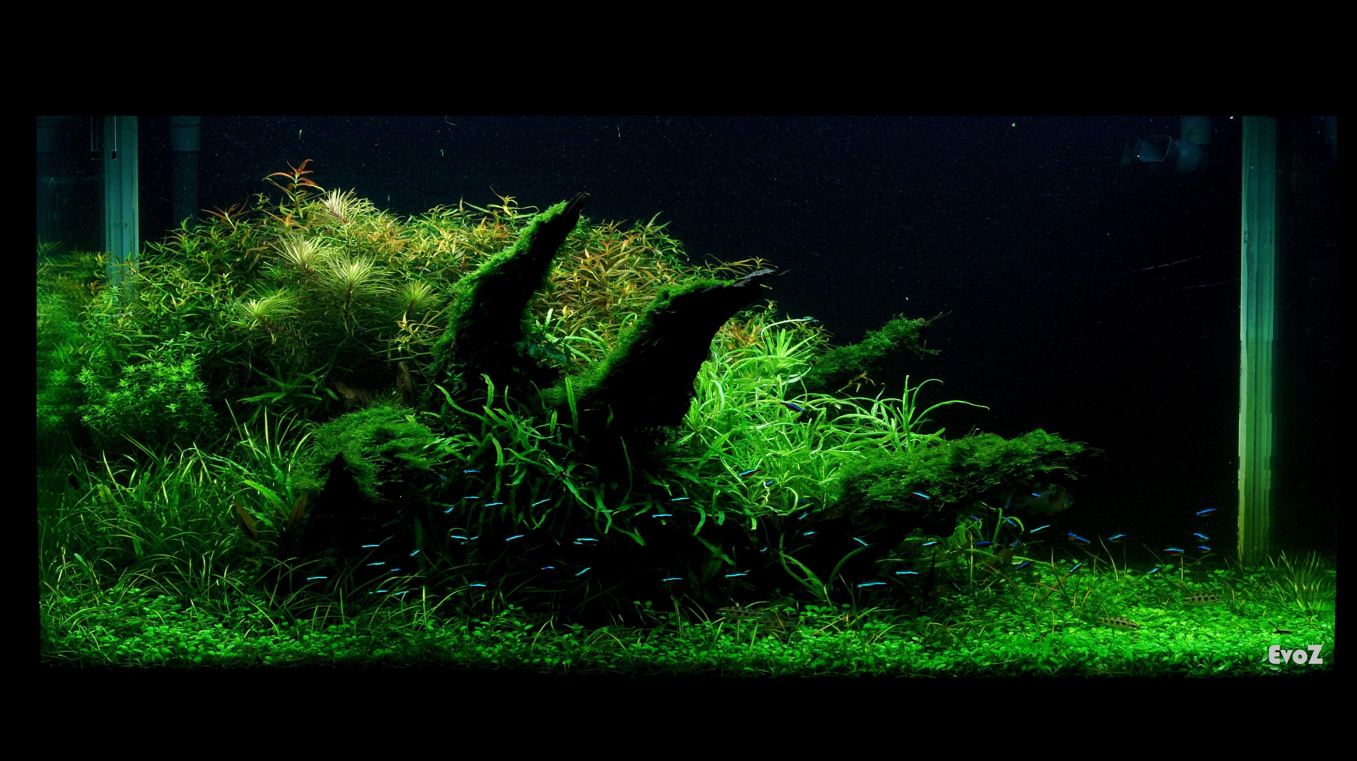 dark planted aquarium 4k