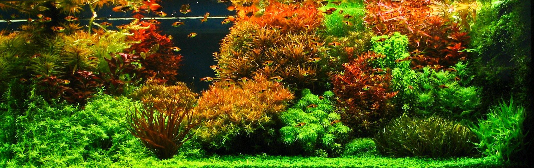 Aquascape Wallpapers Top Free Aquascape Backgrounds