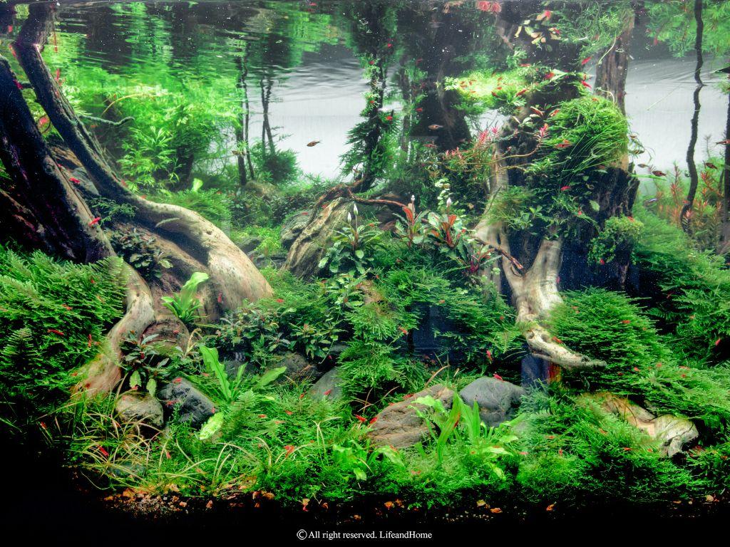 Aquascape Wallpapers - Top Free Aquascape Backgrounds - WallpaperAccess