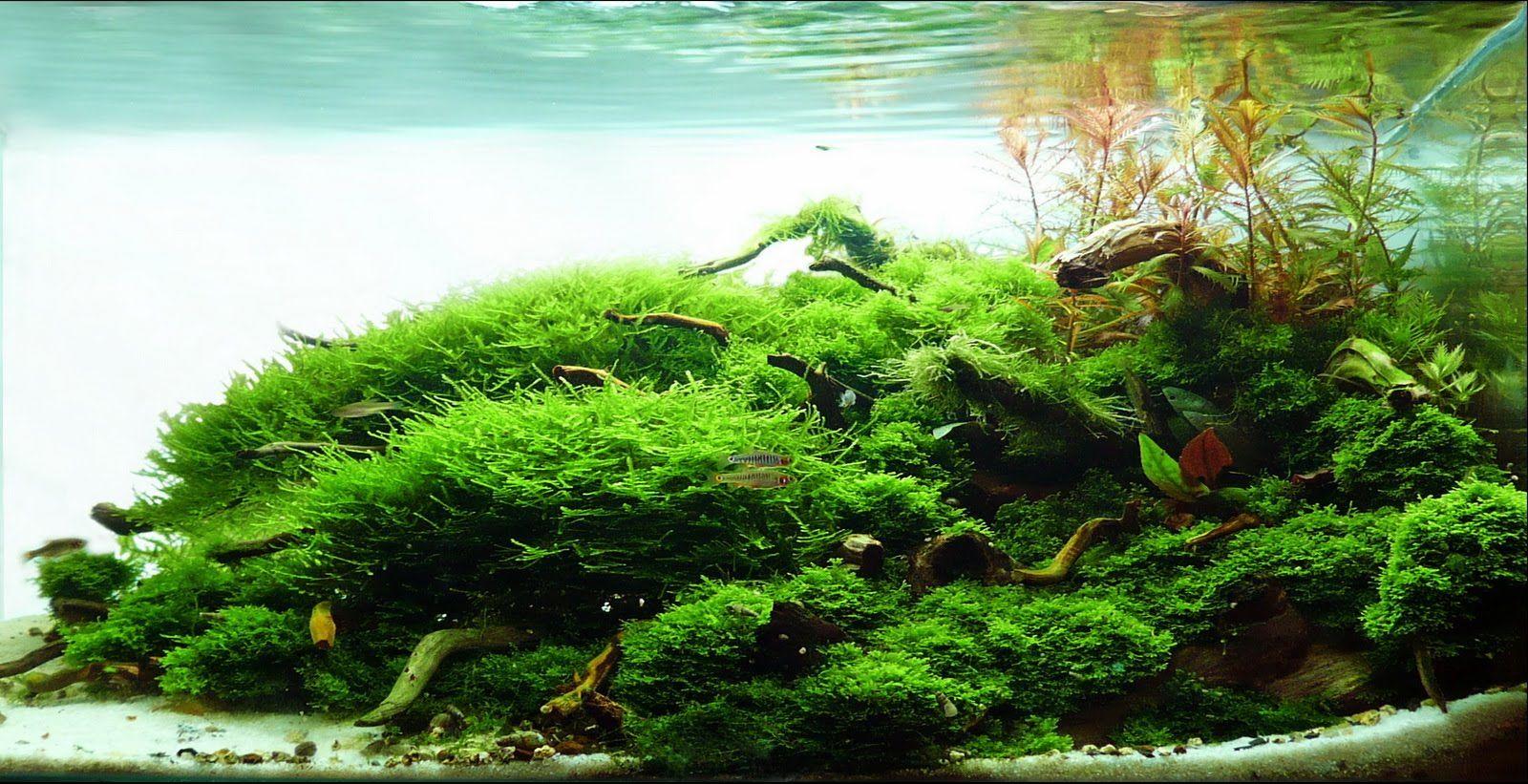 1600x821 Aquascape Wallpaper