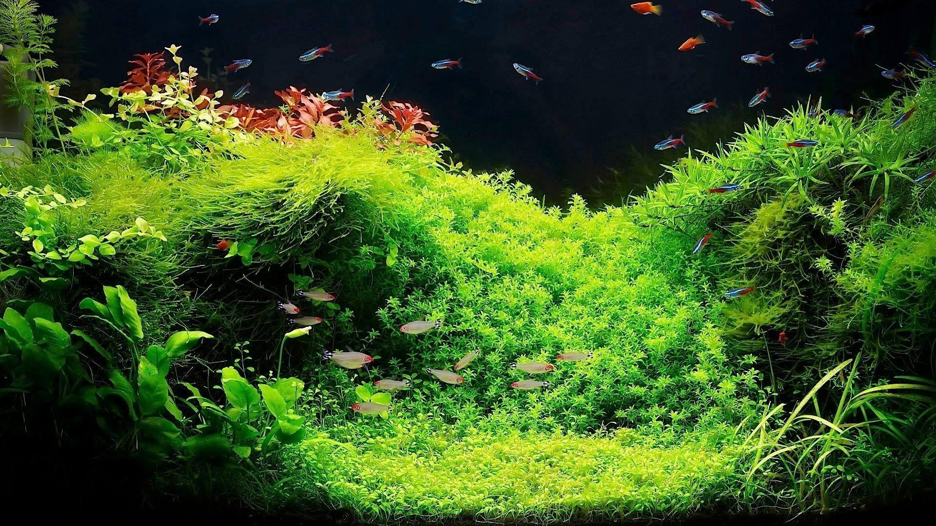 Aquascape Wallpapers - Top Free Aquascape Backgrounds - WallpaperAccess